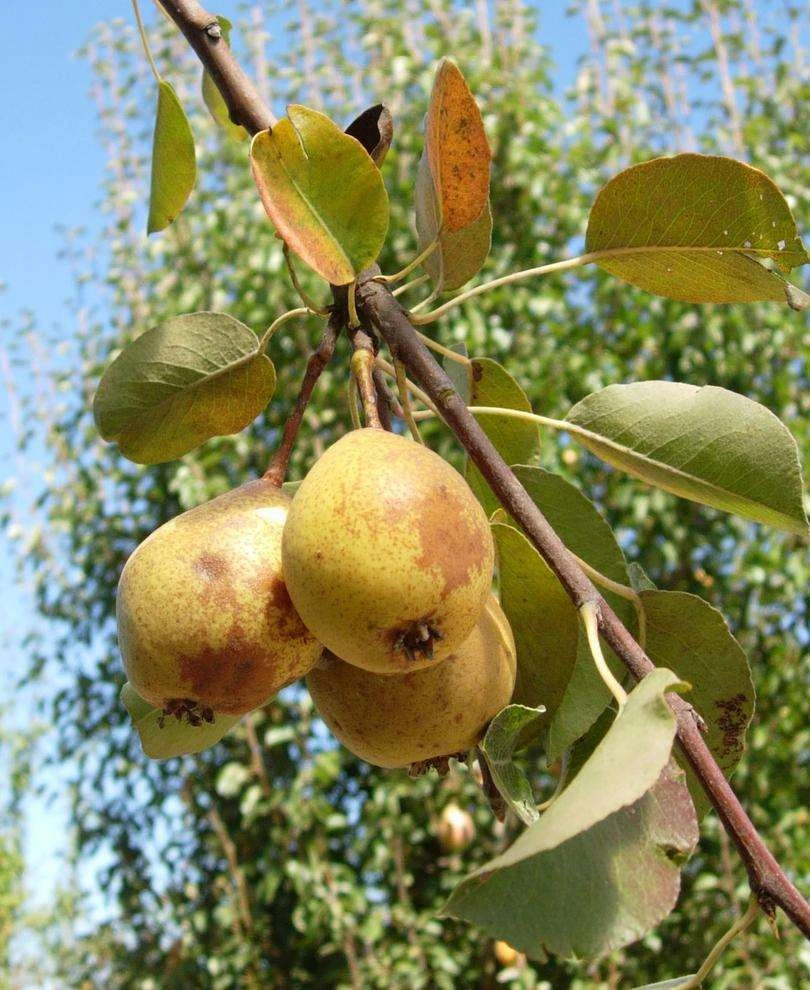 Theilersbirne European Perry Pear 1 Theilersbirne European Perry Pear