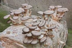 Oyster Mushroom Kit