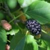 Wellington Mulberry