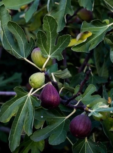 Sultane Fig