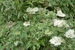 Variegated Elderberry