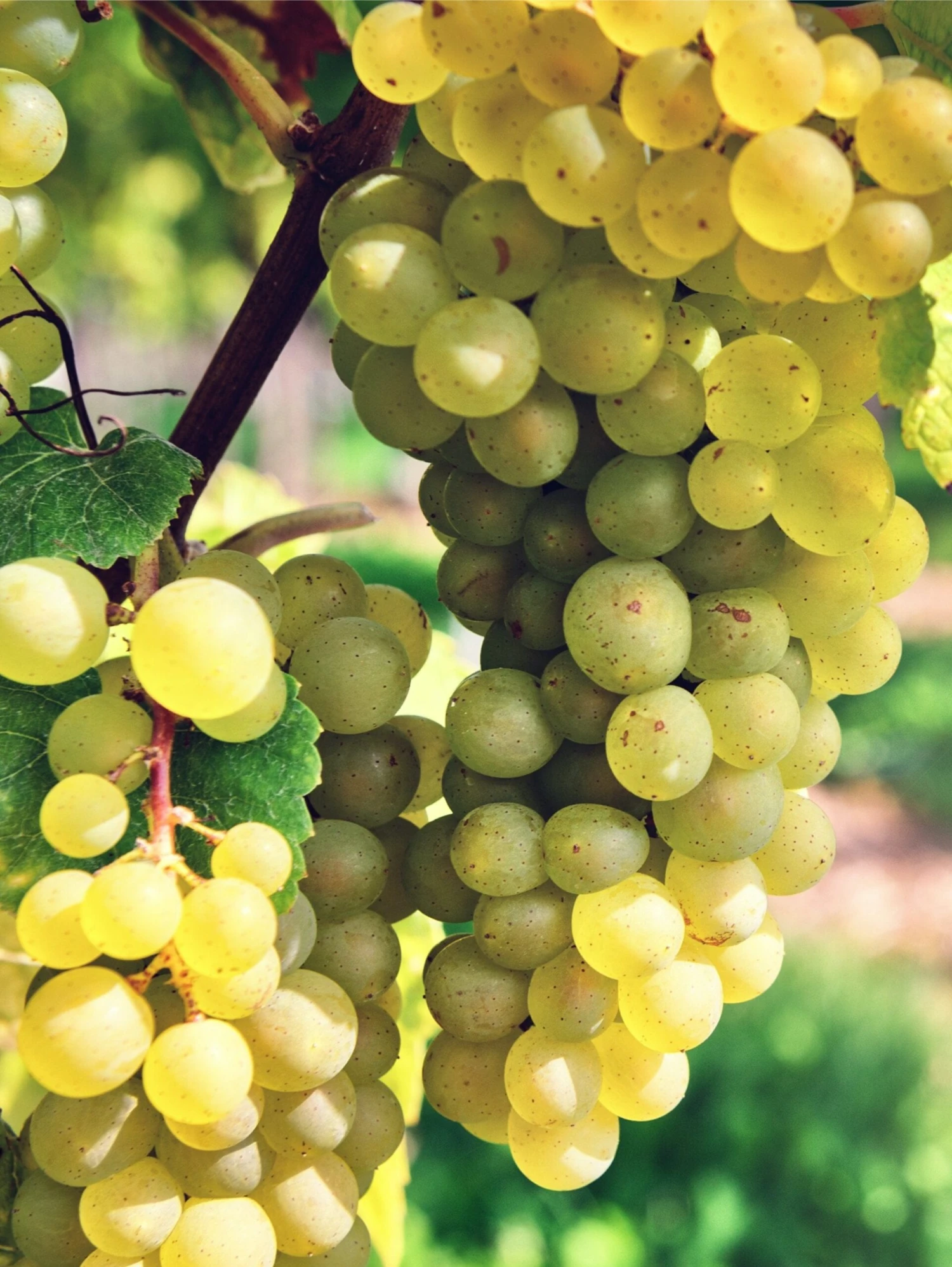 Interlaken Seedless Grape 1 Interlaken Seedless Grape