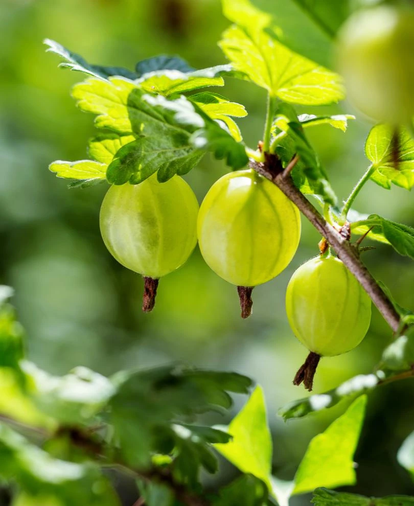Whitesmith Gooseberry 1 Whitesmith Gooseberry