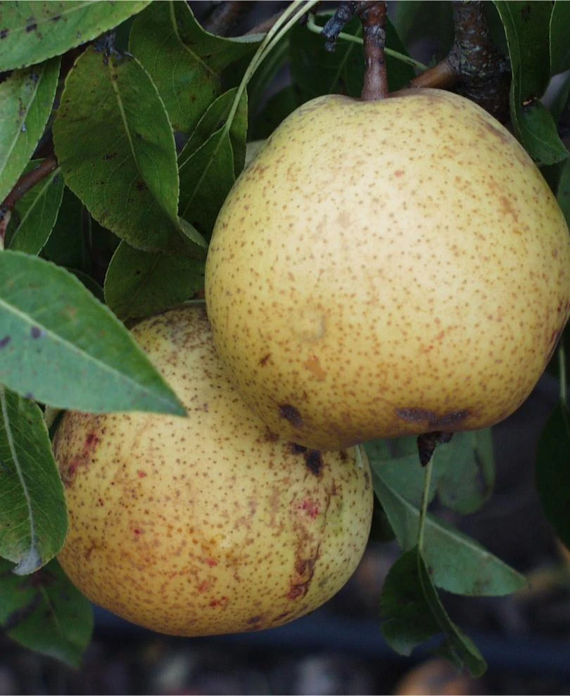 White Doyenne European Pear 1 White Doyenne European Pear