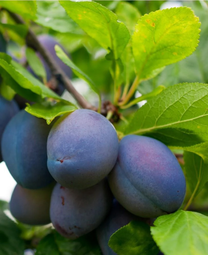 Combo European Plum Tree (3 Varieties) 1 Combo European Plum Tree (3 Varieties)