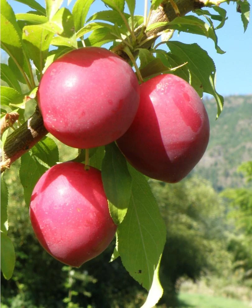 Sweet Treat Pluerry 1 Sweet Treat Pluerry