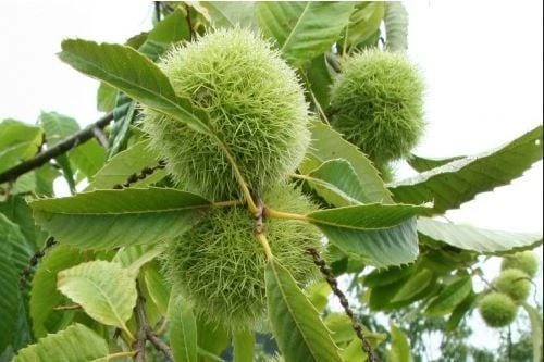 Szego Grafted Chestnut 1 Szego Grafted Chestnut