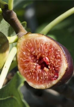 Violette De Bordeaux Fig (Negronne)