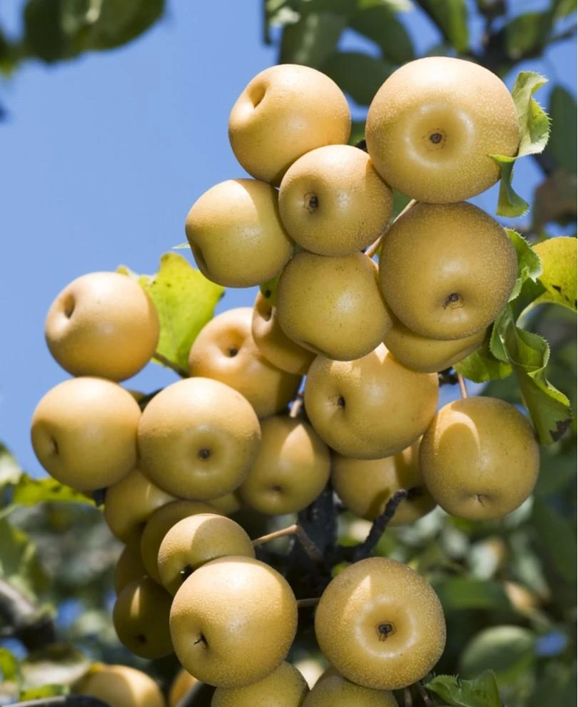 Yoinashi Asian Pear 1 Yoinashi Asian Pear